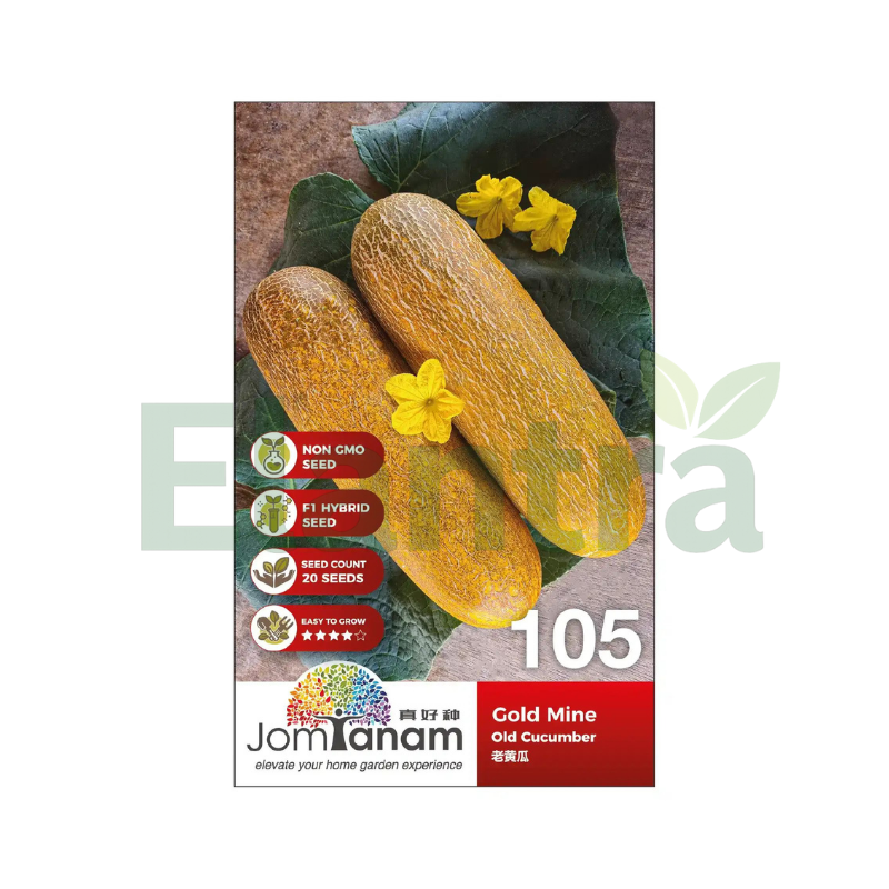105 OLD CUCUMBER